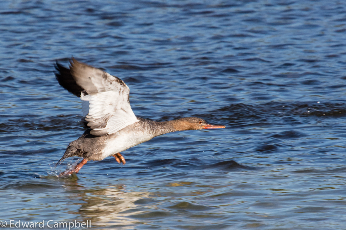 A Red-breasted Merganser on the hunt, Red-breasted Merganser